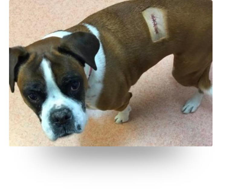 Vet Surgery