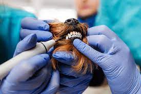 Vet Dentistry