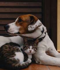 Pet Desexing