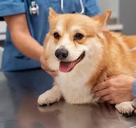Pet Vaccination